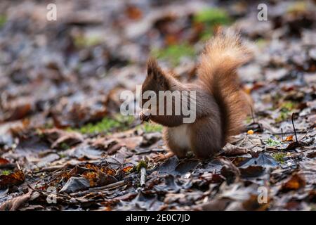 Scoiattolo rosso (Sciurus vulgaris) visto qui nel nord dell'Inghilterra Foto Stock