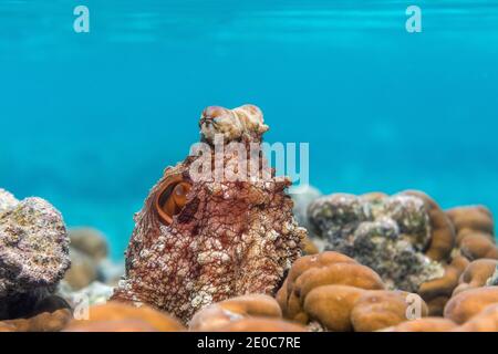Polpo comune; polpo vulgaris; Maldive Foto Stock