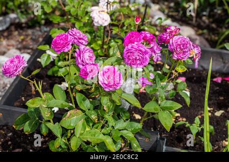 "Heidi Klum' Floribunda Rose, Floribundaros (rosa) Foto Stock