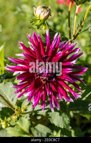 Cactus dahlia, Kaktusdahlia (Dahlia x Hortensis) Foto Stock