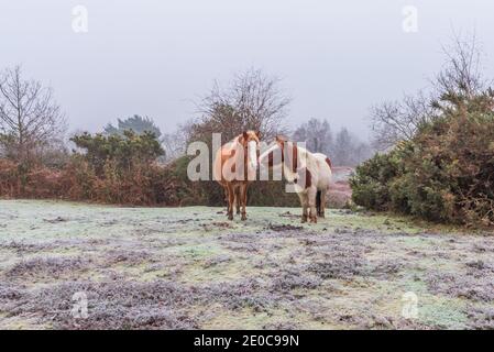 Godshill Wood, Fordingbridge, New Forest, Hampshire, UK, 31 dicembre Capodanno, 2020, mattina tempo: Nebbia e gelo in campagna per iniziare l'ultimo giorno dell'anno. Pony affettuosi scaldano il cuore. Credit: Paul Biggins/Alamy Live News Foto Stock
