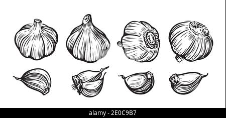 Set di illustrazioni vettoriali disegnate a mano con aglio. Verdure, cibo, pezzi a fette Illustrazione Vettoriale
