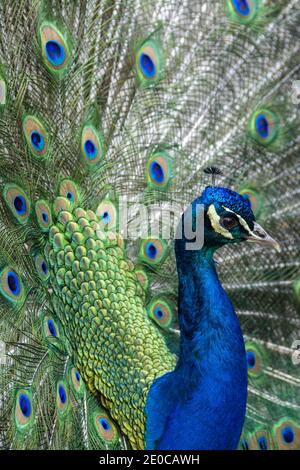 Primo piano di un pavone indiano che mostra la sua "coda" vista dall'occhio o. 'treno' di piume coperte Foto Stock