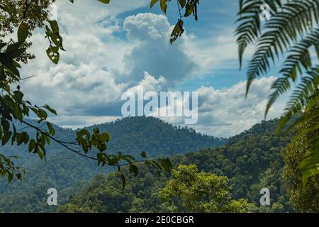 Giungla e alberi di Sumatra Nord, nel Parco Nazionale di Gunung Leuser, in una giornata calda, umida e ventosa, circondato da piccole api che volano ovunque. Foto Stock