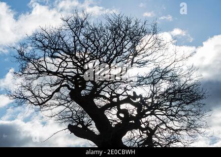 Quercia (Quercus sp) in inverno Foto Stock