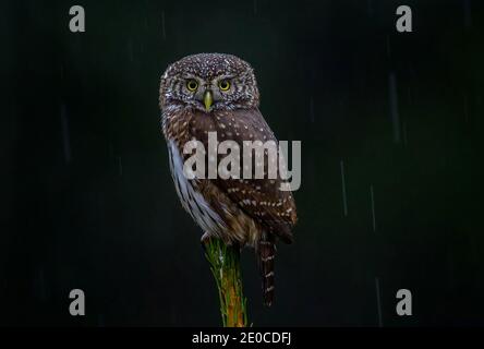 Il Pigmy-owl eurasiatico (Glaucidium passerinum) si trova sulla cima dell'abete rosso in pioggia e neve autunno-inverno mattina. Foreste boree uccello. Serie. 1. Il Foto Stock