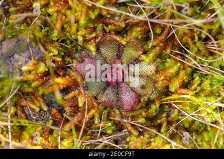 Piante singole di Drosera hamitlonii, una pianta carnivora, che cresce in muschio di sphagnum, visto nella natura ad est di Walpole nell'Australia occidentale Foto Stock