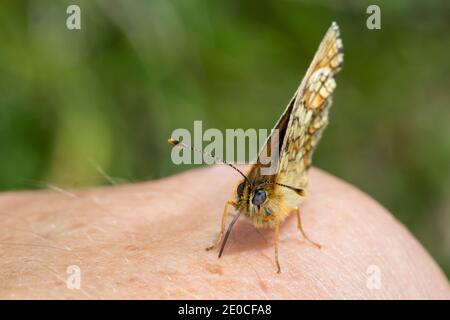 Wachtelweizen-Schecenfalter, Gemeiner Schecenfalter, Schecenfalter, saugt Schweiß auf menschlicher Haut, Saugrüssel, Melitaea athalia, Mellicta at Foto Stock