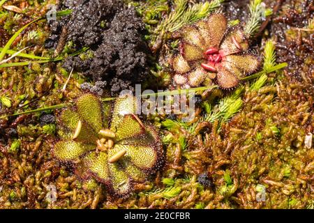 Due rosette verdi della rara endemica pianta carnivora Drosera Hamiltonii visto in habitat naturale ad est di Walpole in Occidente Australia Foto Stock