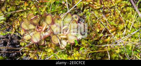 Due rosette verdi della rara endemica pianta carnivora Drosera Hamiltonii visto in habitat naturale ad est di Walpole in Occidente Australia Foto Stock