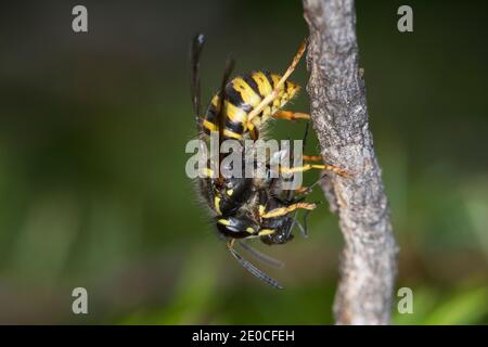 Sächsische Wespe, Wespe, Wespen, Hat eine kleine Fliege erbeutet, Beute, Kleine Hornisse, Dolichovespula saxonica, Vespula saxonica, Saxon wasp, la GU Foto Stock