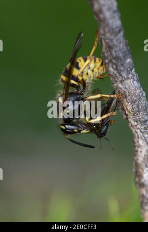Sächsische Wespe, Wespe, Wespen, Hat eine kleine Fliege erbeutet, Beute, Kleine Hornisse, Dolichovespula saxonica, Vespula saxonica, Saxon wasp, la GU Foto Stock