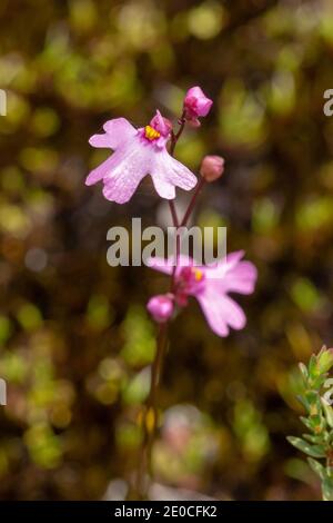 Il fiore rosa dell'annuale terrestre Bladderwort Utricularia multifida Crescere su una roccia di granito vicino a Walpole in Occidente Australia Foto Stock