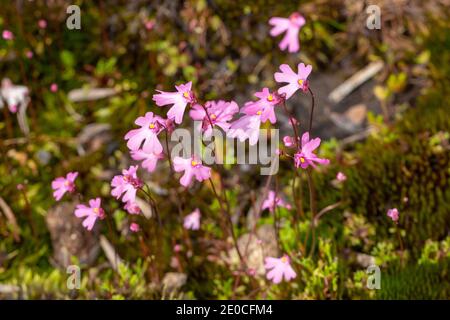 Il fiore rosa dell'annuale terrestre Bladderwort Utricularia multifida Crescere su una roccia di granito vicino a Walpole in Occidente Australia Foto Stock