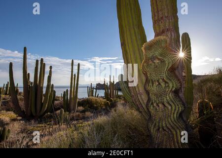 Cactus endemico gigante (Ferocactus diguetii) su Isla Santa Catalina, Baja California sur, Messico Foto Stock