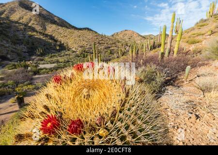Cactus endemico gigante (Ferocactus diguetii) su Isla Santa Catalina, Baja California sur, Messico Foto Stock