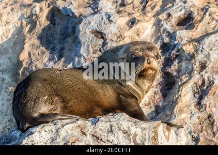 La foca da pelliccia di Guadalupe (Arctocephalus townsendi), viene tirata fuori su Isla Rasita, Baja California, Messico Foto Stock
