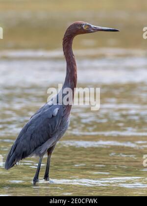 Egretta rossastra giovanile (Egretta rufescens), che guada nell'estuario della marea, San Jose del Cabo, Baja California sur, Messico Foto Stock