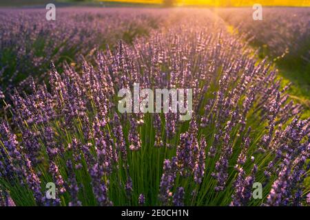 Campi di lavanda al tramonto, Corinaldo, Marche, Italia, Europa Foto Stock