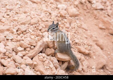 Meno chipmunk (Neotamias minimus) sulle rocce accanto al Queen's Garden Trail, Bryce Canyon National Park, Utah, Stati Uniti d'America Foto Stock