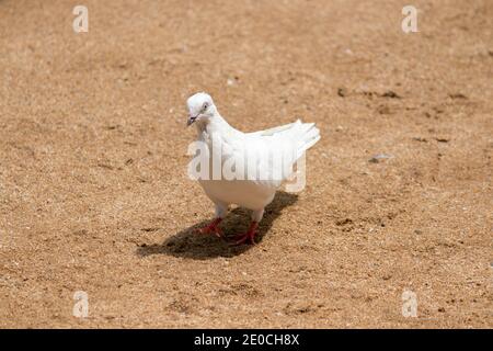 Picchio di piccione bianco e muoversi in avanti sulla terra di sabbia marrone, Foto Stock