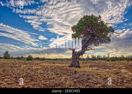 Un albero di Juniper attorcigliato vicino al Canyon di Sycamore nella Foresta Nazionale di Kaibab a sud di Williams, Arizona, Stati Uniti d'America Foto Stock