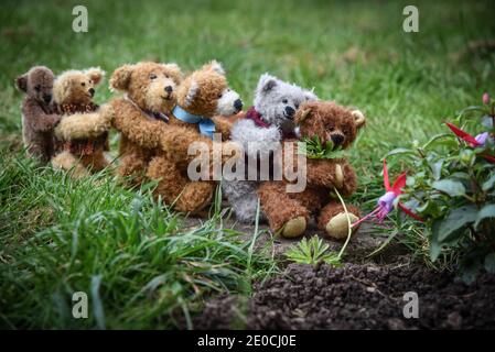 Sei orsacchiotti in miniatura si svezzano come squadra nella giardino Foto Stock