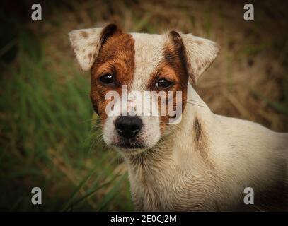 Ritratto di un jack marrone e bianco russell terrier Foto Stock