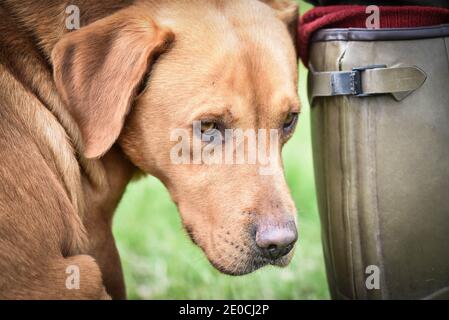 Fox rosso labrador cane in attesa pazientemente accanto al verde del suo proprietario wellie Foto Stock