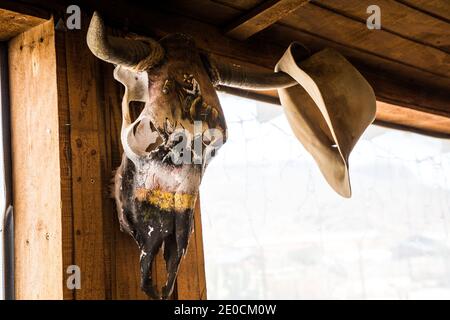 Cranio animale utilizzato come un cappello stand su un americano ranch Foto Stock