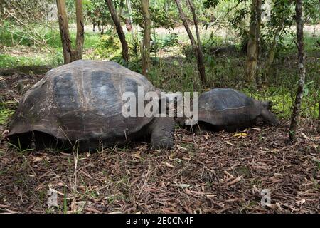 Galápagos tartarughe che si accoppiano nella riserva di El Chato a Santa Cruz alle isole Galapagos. Foto Stock