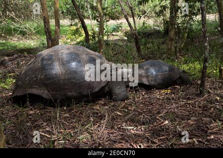 Galápagos tartarughe che si accoppiano nella riserva di El Chato a Santa Cruz alle isole Galapagos. Foto Stock