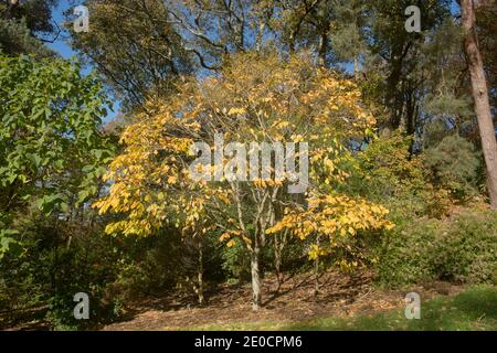 Foglie gialle brillanti dell'autunno su un Kentucky Yellow Wood o Virgilia Tree (Cladrastis kentuckea) che cresce in un Woodland Garden nel Devon Rurale, Inghilterra, Regno Unito Foto Stock