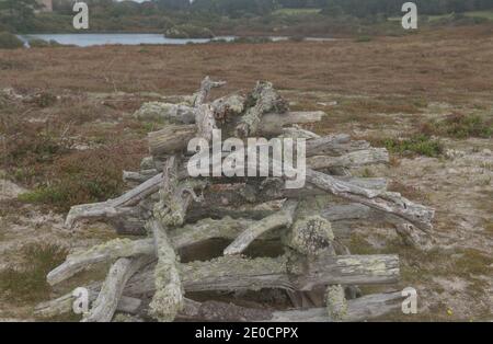 Stack di vecchi tronchi intemperie coperti di Lichens dalla costa sull'isola di Tresco nelle isole di Scilly, Inghilterra, Regno Unito Foto Stock