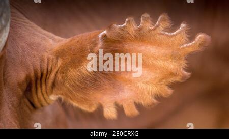 Orecchio di bestiame, Surma, valle di Omo, Etiopia Foto Stock