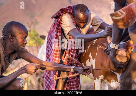 Raccolta di sangue di bovini, persone di Surma, valle di Omo, Etiopia Foto Stock