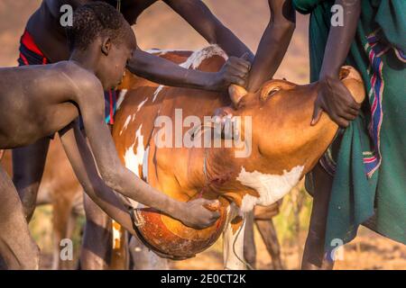 Raccolta di sangue di bovini, persone di Surma, valle di Omo, Etiopia Foto Stock