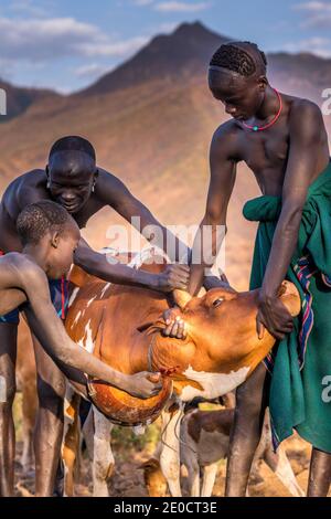 Raccolta di sangue di bovini, persone di Surma, valle di Omo, Etiopia Foto Stock