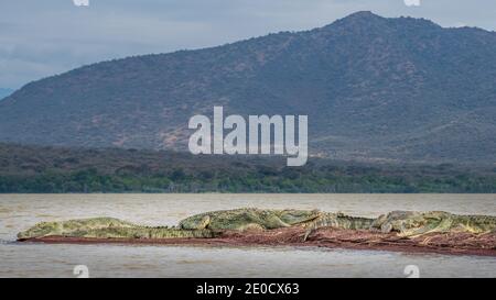 Coccodrillo del Nilo, mercato dei coccodrilli, lago Chamo, Etiopia Foto Stock