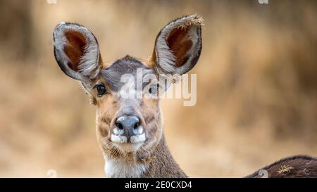 Montagna nyala, Bale montagne parco nazionale, Etiopia, maschile Foto Stock