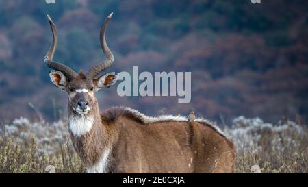 Montagna nyala, Bale montagne parco nazionale, Etiopia, maschile Foto Stock