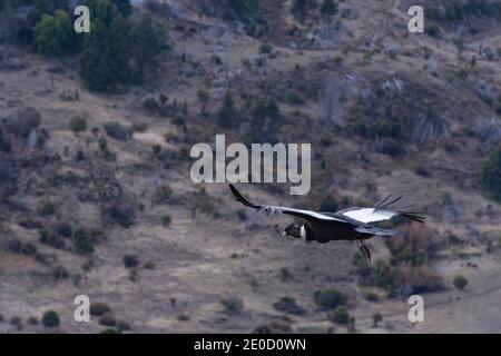 Panorama di un condor andino (Vultur gryphus) che vola contro la montagna a Esquel, Patagonia, Argentina Foto Stock