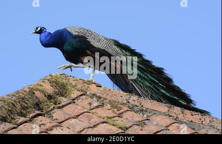 Peacock camminando attraverso il tetto Foto Stock