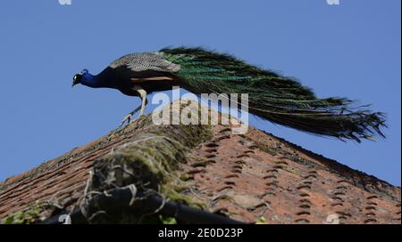 Peacock camminare sul tetto Foto Stock