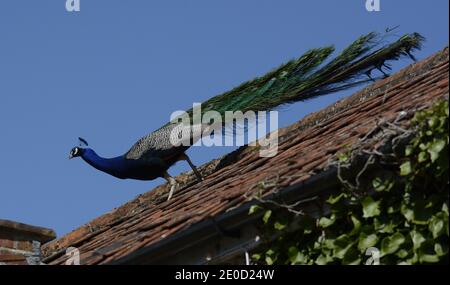 Peacock che scende dal tetto Foto Stock