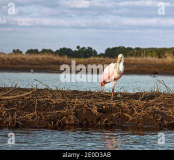Spatola per rosato, grande uccello rosa; in piedi su 1 gamba, ritratto, riva del fiume, natura; fauna selvatica; animale; Ajaia ajaja, Myakka River state Park; Florida; S Foto Stock