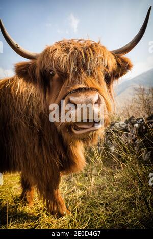 Primo piano di una mucca scozzese sull'isola di Skye, Scozia, Regno Unito Foto Stock