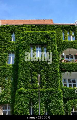 Fassadenbegruenung, Regensburger Strasse, Schoeneberg, Berlino, Deutschland Foto Stock