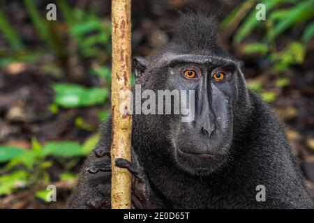 Celebes macaco crestato nel Parco Nazionale di Tangkoko, Sulawesi, Indonesia Foto Stock