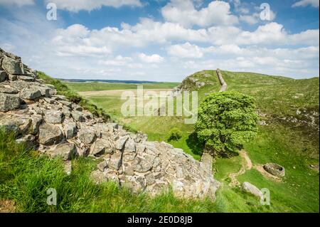 Questo è Sycamore Gap a Steel Rigg sul Muro Adriano in Northumberland costruito durante l'occupazione romana dell'Inghilterra nel 20-50AD e chiamato dopo l'imperatore romano Adriano. Il muro si estende da Carlisle ad ovest a newcastle ad est. Originariamente costruito come fortificazione difensiva contro i Celti a nord il Muro permise un commercio pacifico tra le popolazioni locali. Sycamore Gap è stato utilizzato come set cinematografico per le scene di apertura del film di Kevin Costners, Robin Hood Prince of Thieves. Foto Stock